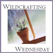 Wildcrafting Wednesday