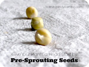 presprouting