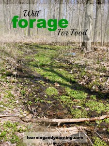 Will-Forage-For-Food