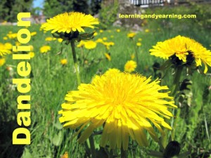 dandelion