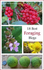 18-Best-Foraging-Blogs-649x1024