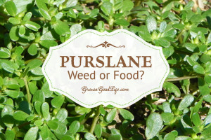 pruslane-weed-or-food-growagoodlife