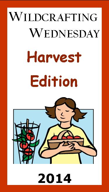 Wildcrafting Wednesday-Special Harvest Edition