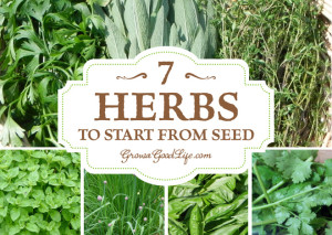 7-herbs-to-start-from-seed-growagoodlife