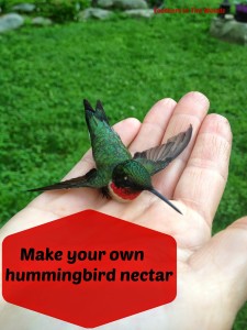 Make your own hummingbird nectar