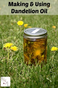 Making-and-Using-Dandelion-Oil