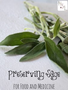 Preserving-Sage-for-Food-and-Medicine