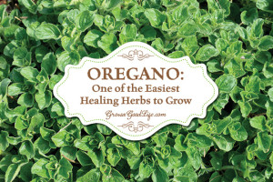 oregano-healing-herbs-growagoodlife