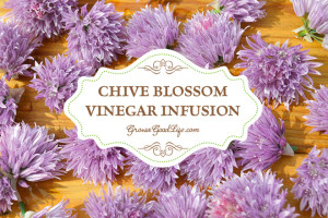 chive-blossom-infused-vinegar-growagoodlife