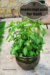 medicinal uses for basil