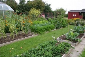 Grow-pest-free-garden-7